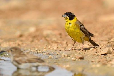 Black Headed Bunting