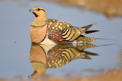 Pin Tailed Sandgrouse