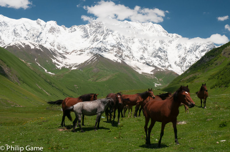 Horses grazing, Ushguli