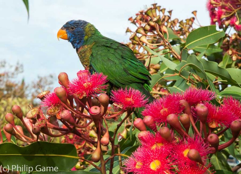 Rainbow lorikeet browsing in flowering gum, E. ficifolia