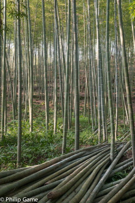 Bamboo groves in early evening