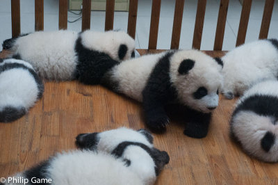 Infant giant pandas