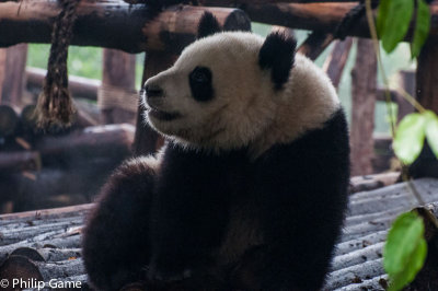 Giant panda