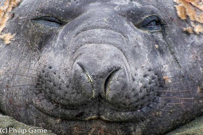 Drowsy old man Elephant Seal
