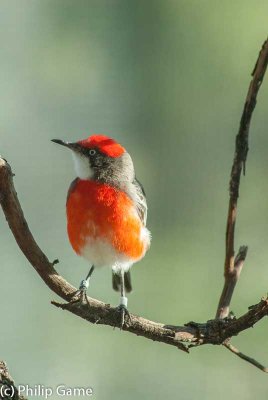 Crimson chat, Epthianura tricolor