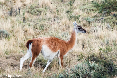 Guanaco browsing at the roadside