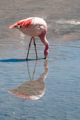 Flamingo browsing in a saline lake