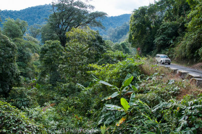 As the road descends, the forest becomes distinctly tropical