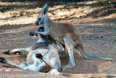 Mothering... red kangaroos, Alice Springs Desert Park