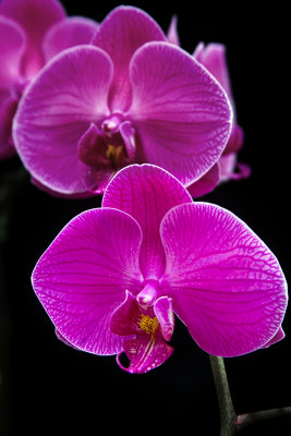 hausermanns_orchids