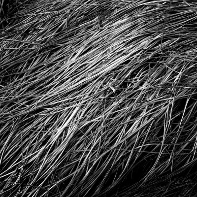 Kelp Bed
