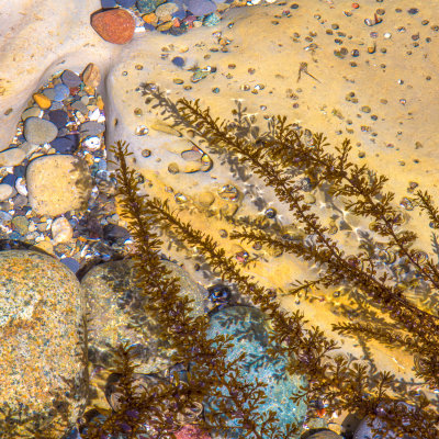 Tide Pool 1