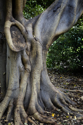 Fullerton Arboretum