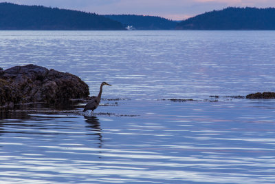 Washington Park Anacortes - Heron Fishing