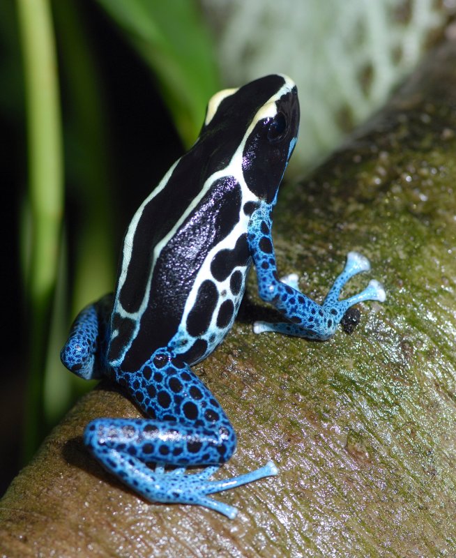 Blue and Yellow Poison Dart Frog