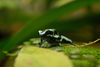 Green and Black Poison Frog
