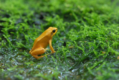 Mantella Frog