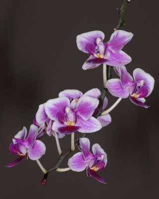 Julie's Orchid Collection