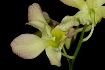 Dendrobium