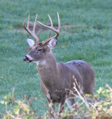Buck in the yard