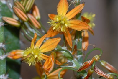 Small cactus flower