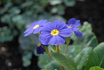 Small blue primrose