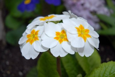 Small white primrose