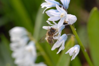 Honey Bee