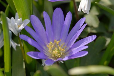 Blue Wildflower