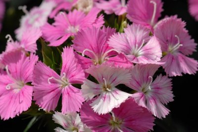 Small Pink Flowers