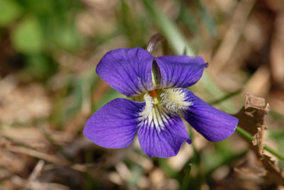 Wild Purple Violet