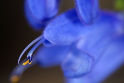 Tiny blue flower  - resembles a serpent tongue