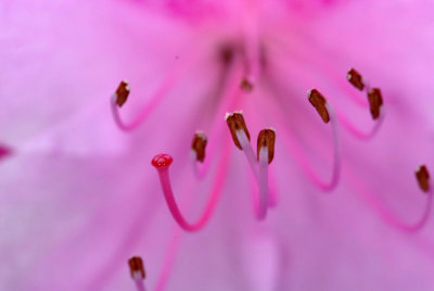 Throat of an Azalea