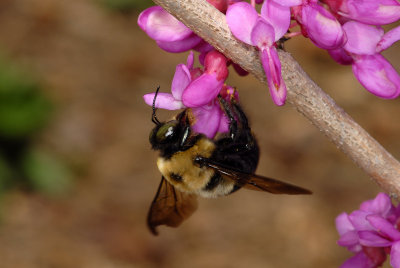 Bumble Bee