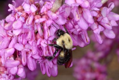 Bumble  Bee