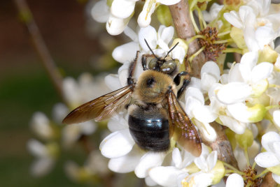 Bumble Bee