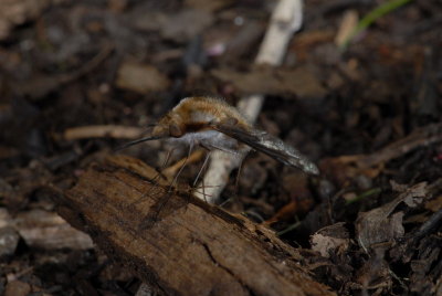 Bombylius