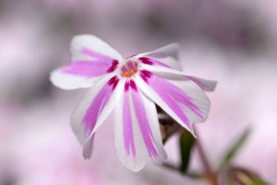 Small White & Pink Flower