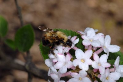 Bumble Bee