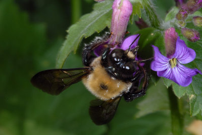 Bumble Bee