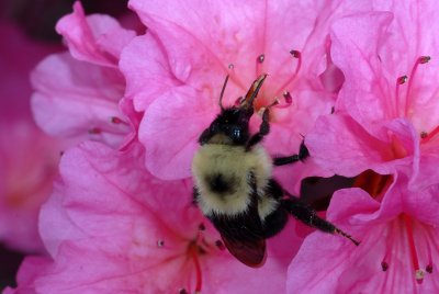 Bumble Bee