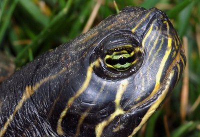 Turtle walking across the path