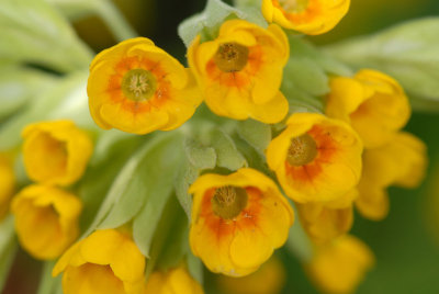 Small Yellow Trumpet Flower