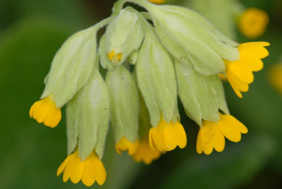 Small Yellow Trumpet Flower