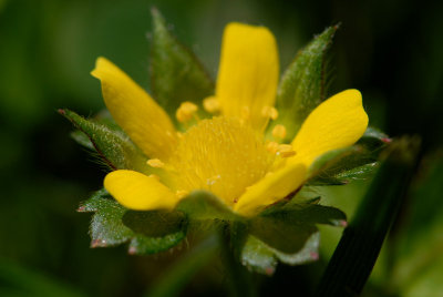 Small Buttercup