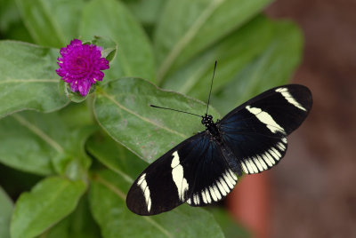 White Petticoats