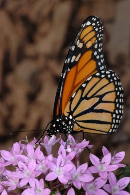 Monarch