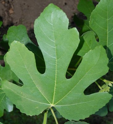 Texas Everbearing Leaf
