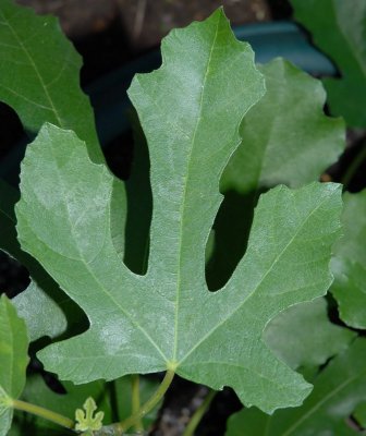 Negronne Leaf