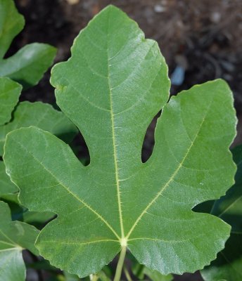 Verte Leaf